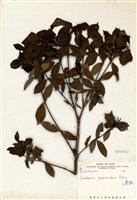 藏品(山黃梔)的圖片